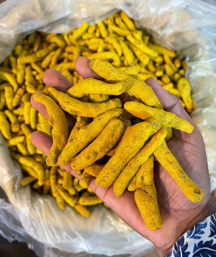 Turmeric fingers Exporter India